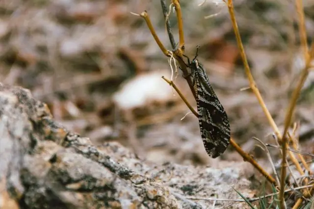 Волшебные крапивники узнают сигналы тревоги других видов, просто слушая