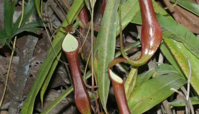 Как голодные бактерии чувствуют питательные вещества в окружающей среде