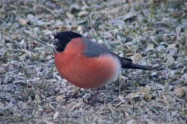 Самцы птиц меньше поют самкам на антидепрессантах из-за поедания червей в сточных водах