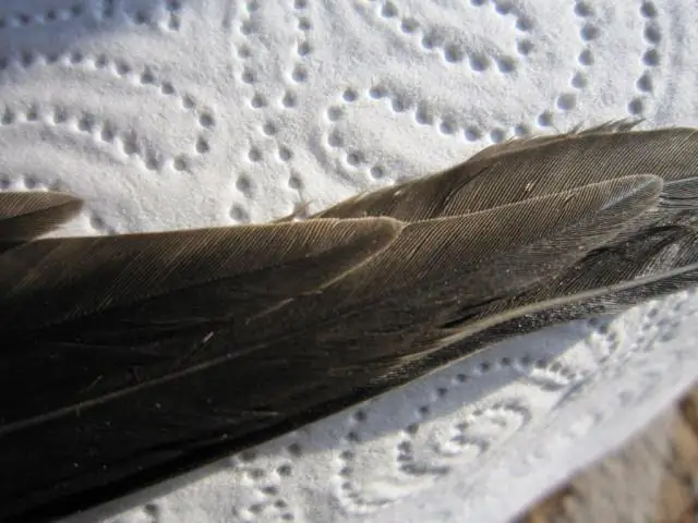 Маленькие птицы летят на большой высоте в сторону Африки