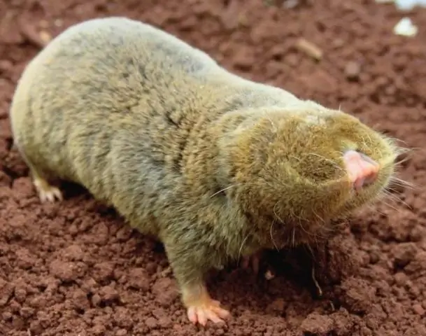 Секвенированный геном лисы намекает на генетическую основу поведения