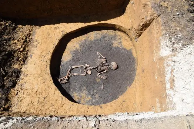 Древний вирус защищает коал от новых вирусных атак