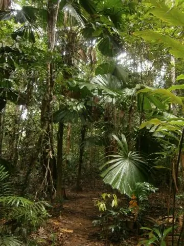 Тропические птицы получают выгоду от большего количества лесов у рек в районах масличных пальм