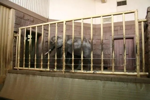 Отлов слонов в дикой природе сокращает их жизнь