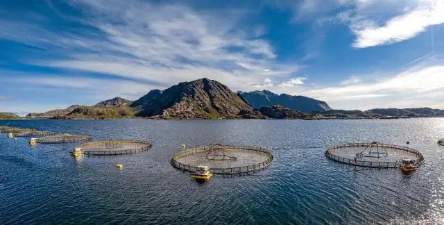 Генетический «инструментарий» помогает барвинку получить преимущество на берегу моря