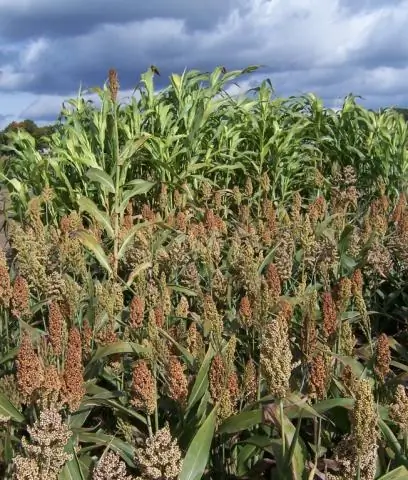 Разнообразие кукурузы получает питательные вещества от бактерий, что потенциально снижает потребность в удобрениях