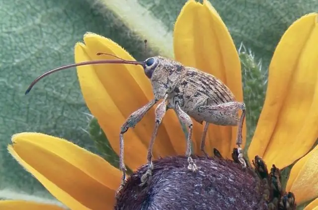 Исследование освещает гены, отвечающие за красивое «свечение» бермудских огненных червей: уникальный фермент приводит в действие брачный рой биолюминесцентных червей
