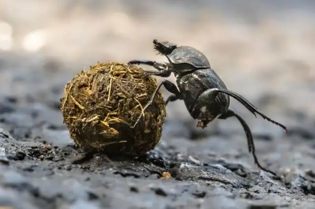 Роли животных, оказывающих эмоциональную поддержку: помимо авиалиний, колледжи и суды изо всех сил пытаются понять потребности, последствия, говорят исследователи