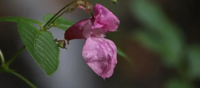 Свежий взгляд на инвазивное растение, отравляющее реки Великобритании