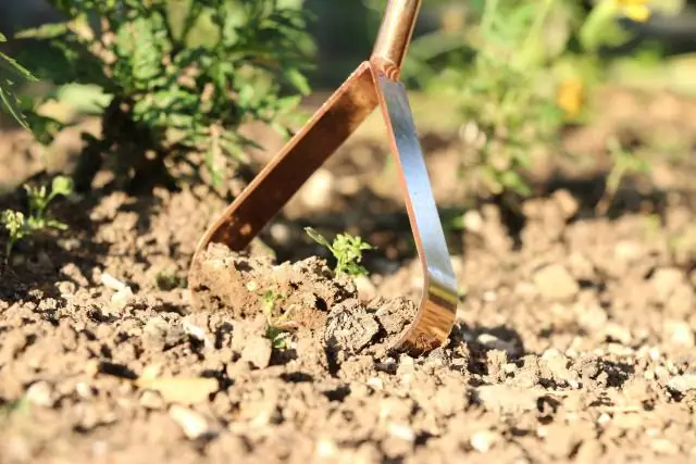 Глубоко в водорослях: использование секвенирования эДНК для изучения разнообразия водорослей
