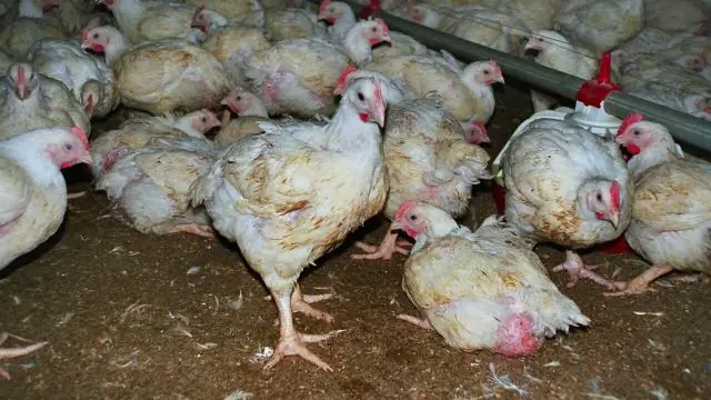 Спасение эффективности антибиотиков перед лицом устойчивых к лекарствам бактерий