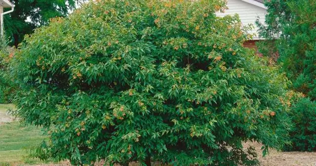 ДНК алого ары указывает на древнюю операцию по разведению на юго-западе