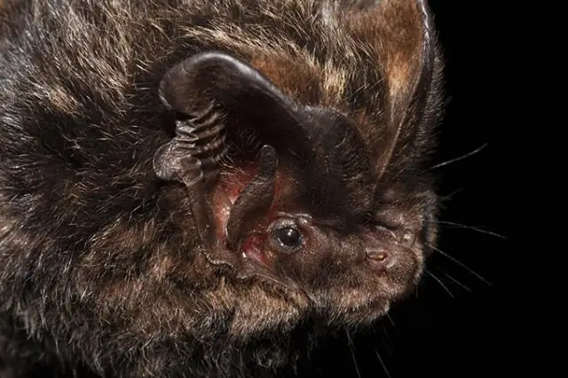 Резкое сокращение численности зайцев-беляков на болотах шотландских тетеревов: новое исследование показывает, что численность млекопитающих составляет менее одного процента от первоначального уровня