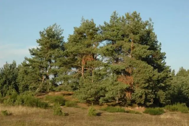 Влияние потепления климата на экосистему высокотравных прерий