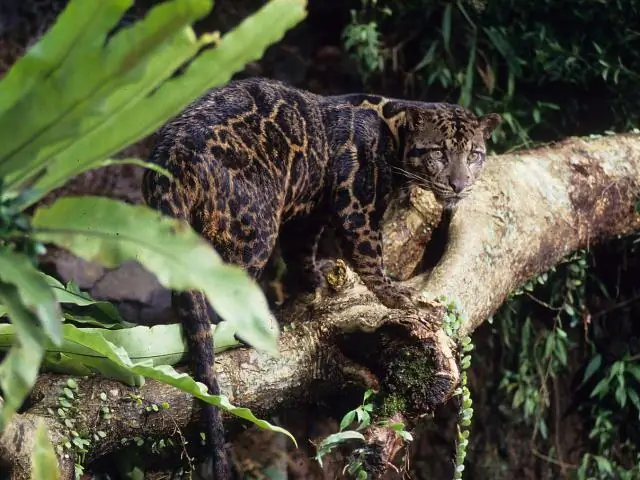 Увеличение производства пальмового масла в Африке угрожает сохранению приматов