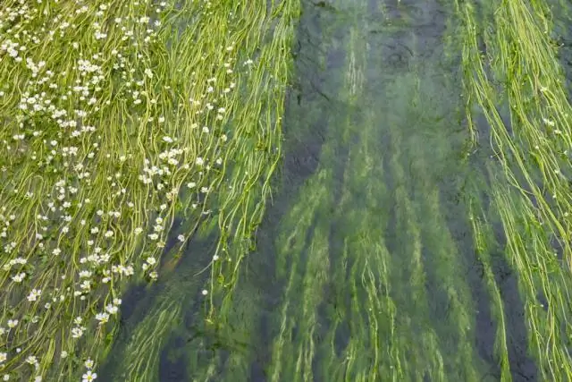 Как растения защищают себя, испуская запахи для птиц