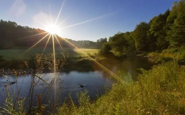 Как леса улучшают питание детей: сохранение лесов - мощный инструмент улучшения питания в развивающихся странах