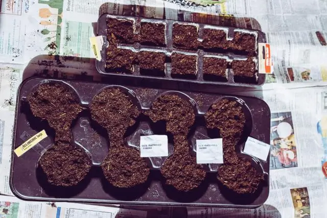 Как растения ночью выключают фотосинтез?