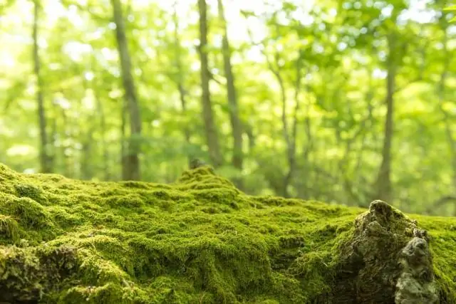 Использование грибов в качестве пребиотика может помочь улучшить регулирование уровня глюкозы