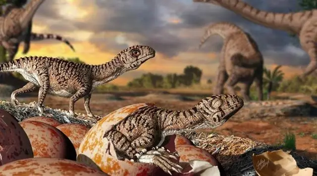 Микрофоссилии, возможно, самые древние в мире, обладали биологическими характеристиками