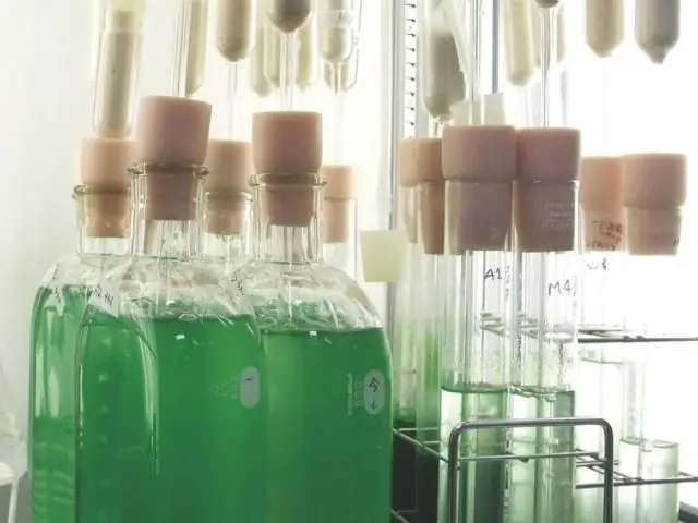 Использование энергии водорослей: фермент может ускорить производство биотоплива