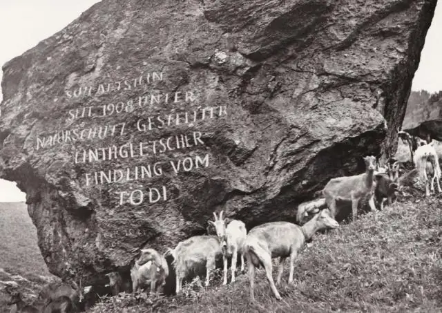 Делаем корма для аквакультуры более устойчивыми: ученые разрабатывают корма с использованием побочного продукта морских микроводорослей