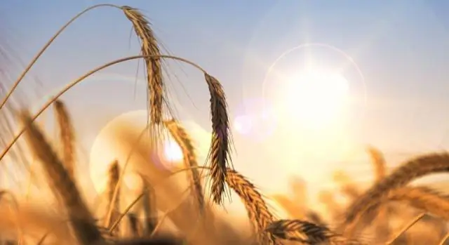 Хорошие солнечные дни могут перерасти в аномальную жару и лесные пожары: летняя погода портится