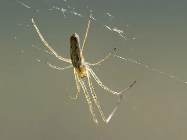 Большие белки, более прочные нити: синтетический паутинный шелк: инженеры используют бактерии для создания биосинтетического шелка, более прочного и эластичного, чем раньше