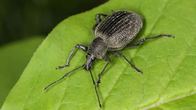 Исследование проливает свет на то, как мозг позволяет животным охотиться за едой, следуя за запахами