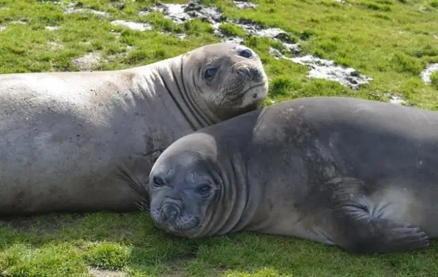 Экосистемы Арктики становятся зеленее: исследователи разрабатывают методику, позволяющую лучше прогнозировать, как растения в холодных регионах реагируют на потепление