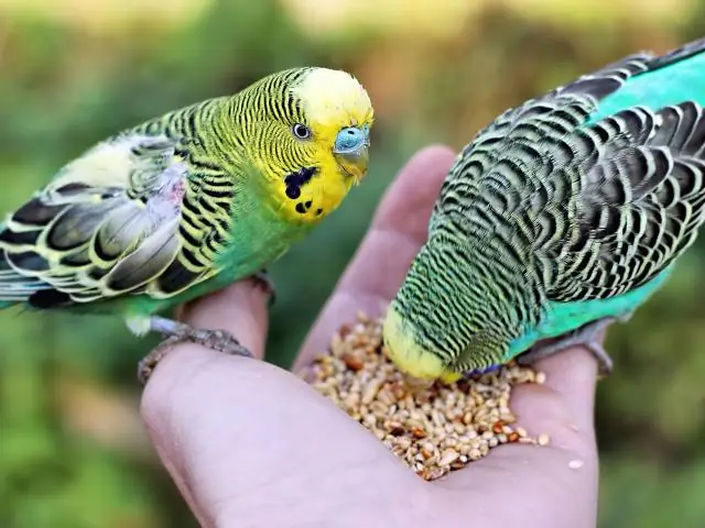 Для экзотических питомцев самые популярные также, скорее всего, будут выпущены в дикую природу