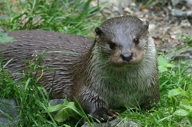 Богатые видами леса лучше компенсируют воздействие на окружающую среду