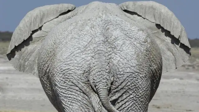 Ant-y social: изучение муравьев раскрывает эволюционные преимущества группового проживания