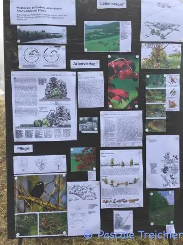 Экономика попугаев: более позднее имеет смысл: если птицы могут рассчитывать на большую прибыль в будущем, они отказываются от своего стремления к немедленному вознаграждению