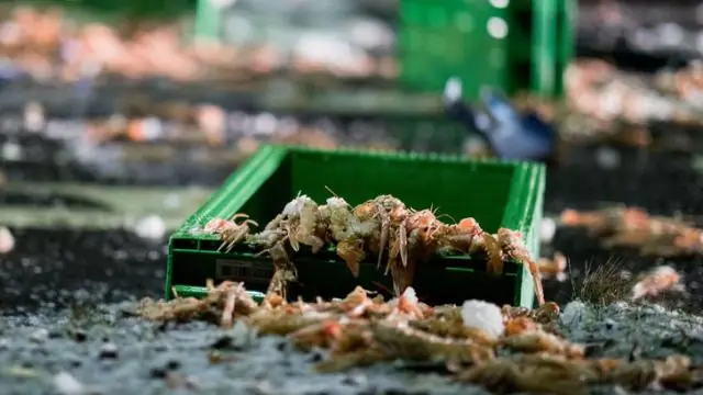 Креветки лечат раненых рыб