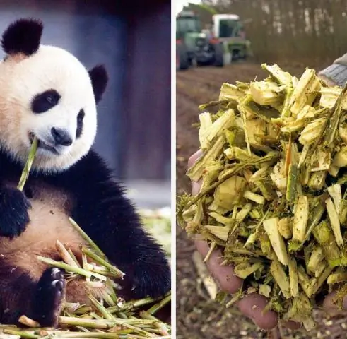 Микробы путешествуют вглубь суши в прибрежном тумане: микроорганизмы, в том числе потенциальные патогены, перемещаются с моря на сушу через туман