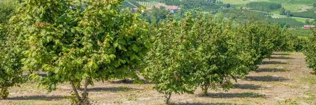 В ореховых садах Флориды обнаружены два новых вида трюфелей