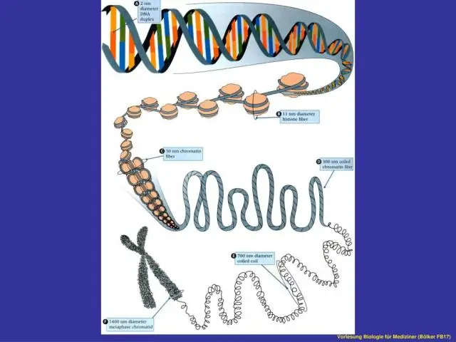 Трехмерный ключ клеточной среды для деления хромосом: находка может помочь объяснить, почему хромосомы спутываются при раке