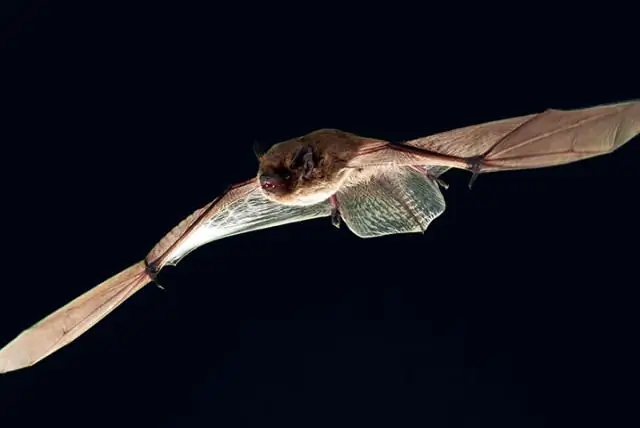 Красный свет ночью: потенциально смертельная привлекательность для мигрирующих летучих мышей