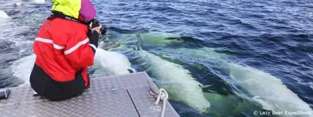 Белухи и нарвалы проходят через менопаузу