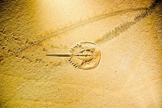 Ученые нашли новый способ атаковать вирусы герпеса: новое исследование раскрывает, как вирусы обходят защитные механизмы вашего организма