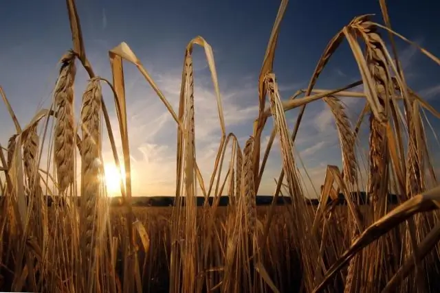 Впереди лесные пожары Уайлдера? Связь между изменением климата, El Ni&ntilde;o и возможностью более сильных лесных пожаров