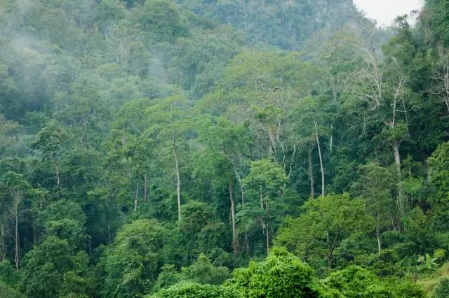 Как охрана лесов помогает коралловым рифам