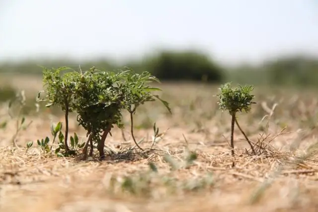 Бобры влияют на климат