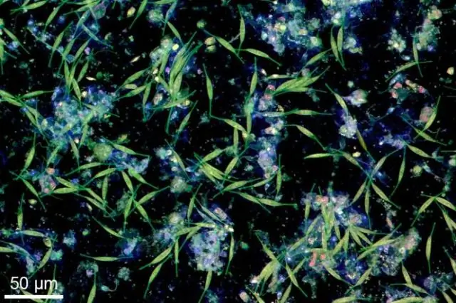 Судьба пластика в океанах: Эксперимент показывает: микропластики объединяются с природными частицами