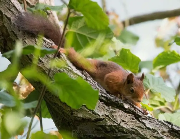 Лучший способ подсчета северных птиц
