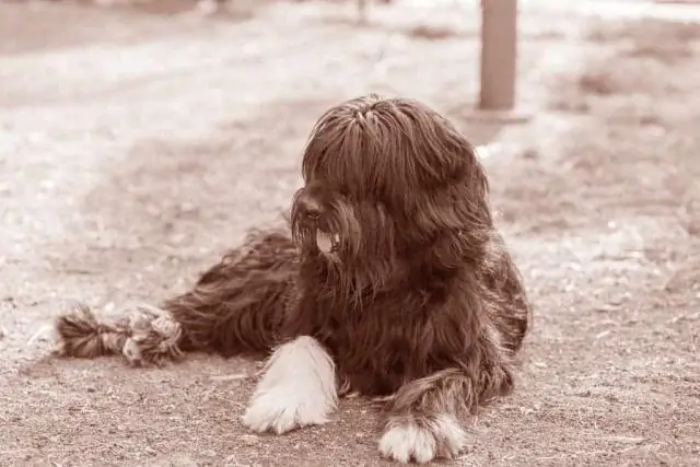 Древние африканские скотоводы оказали длительное экологическое воздействие на пастбища