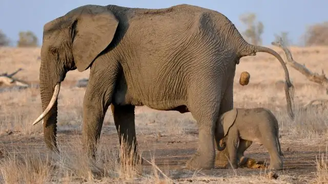 Не так быстро: От землеройок до слонов рефлексы животных удивительно медленны