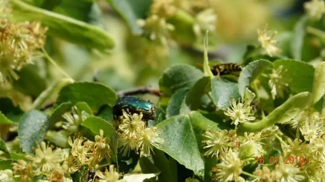 Защитите ключевые места обитания, а не только дикую природу, чтобы сохранить виды