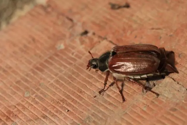 Направляющий полет: небесный компас плодовой мушки: как обыкновенная плодовая мушка использует солнце для навигации